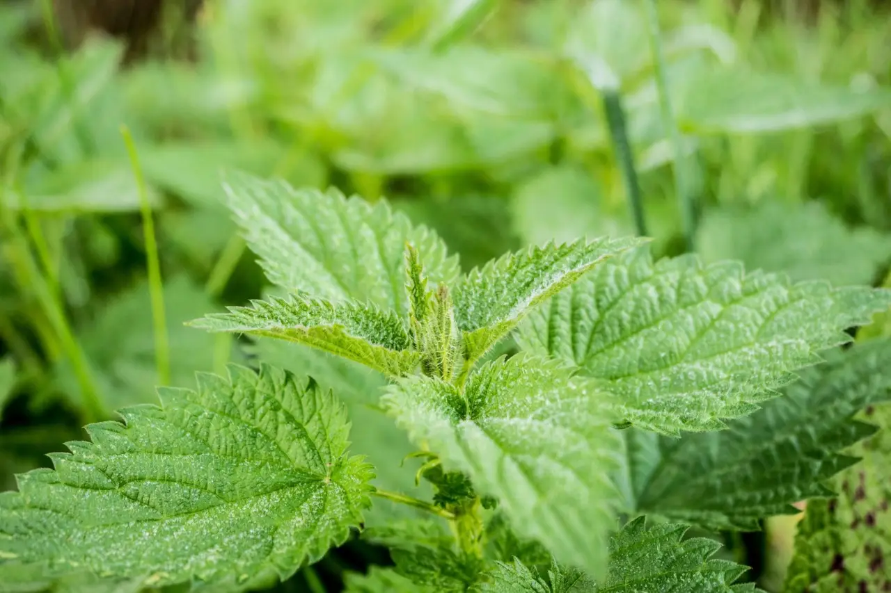 Ortica in giardino: il macerato che salva le piante e le fa crescere più forti Ortica in giardino: il macerato che salva le piante e le fa crescere più forti