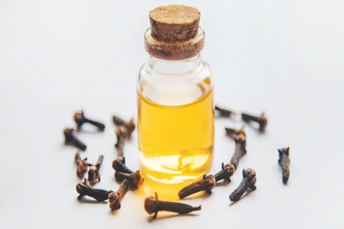 Come eliminare le zanzare in casa: il trucco con limone e chiodi di garofano Come eliminare le zanzare in casa: il trucco con limone e chiodi di garofano