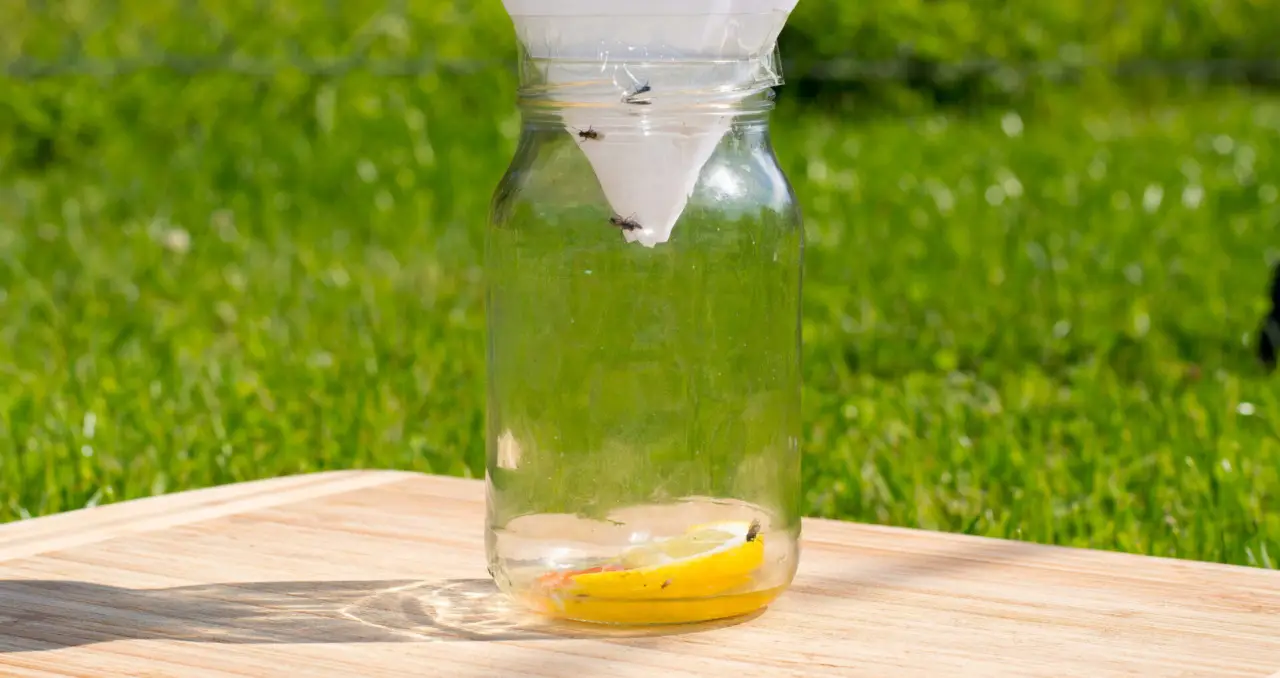 Come eliminare le zanzare in casa: il trucco con limone e chiodi di garofano Come eliminare le zanzare in casa: il trucco con limone e chiodi di garofano