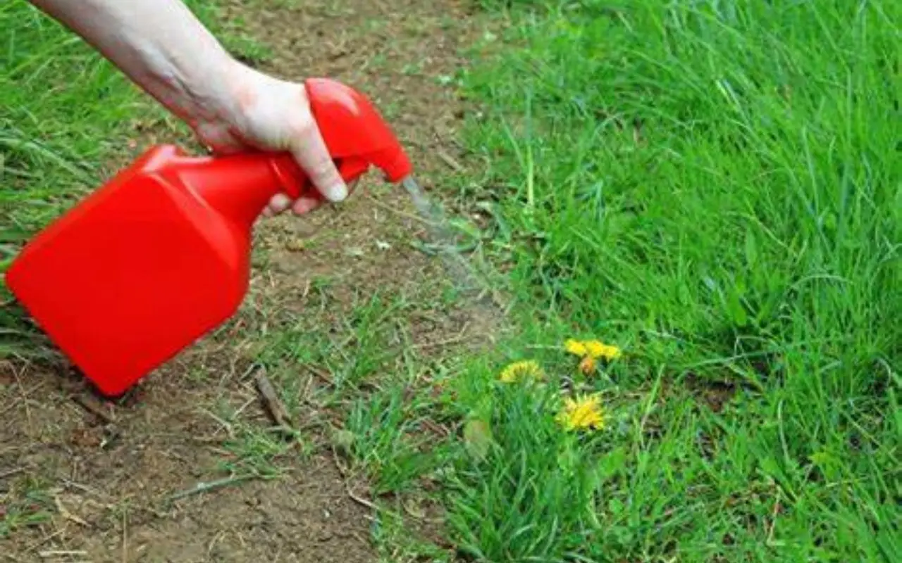 Ecco quali erbe usare per creare un diserbante naturale efficace sul prato Ecco quali erbe usare per creare un diserbante naturale efficace sul prato