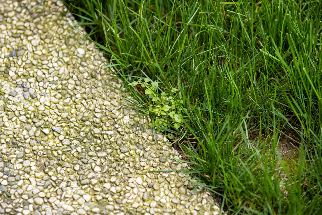 Ecco quali erbe usare per creare un diserbante naturale efficace sul prato Ecco quali erbe usare per creare un diserbante naturale efficace sul prato