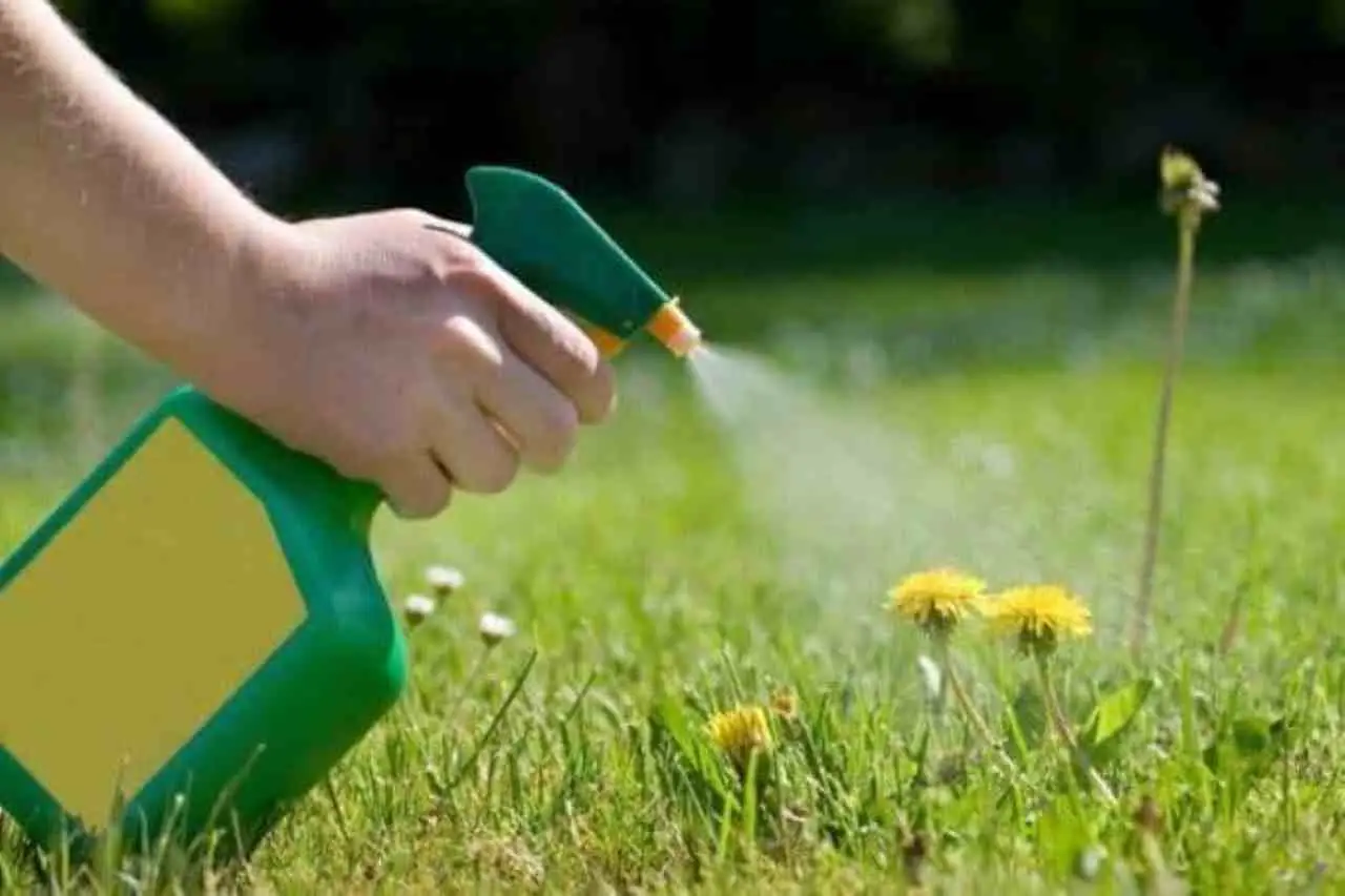 Ecco quali erbe usare per creare un diserbante naturale efficace sul prato Ecco quali erbe usare per creare un diserbante naturale efficace sul prato